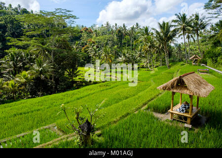 A hut in the middle of rice terraces at Gunung Kawi Temple complex in Tampaksiring, Bali, Indonesia. Stock Photo