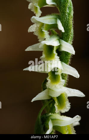 Close up on the white flowers of wild Autumn Lady's Tresses orchid (Spiranthes spiralis) over an out of focus natural background. Monsanto natural par Stock Photo