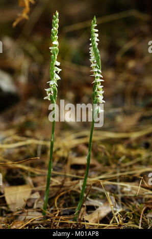 Two plants of wild Autumn Lady's Tresses orchid (Spiranthes spiralis) over a natural brown background of dry herbs and leafs. Monsanto natural park, L Stock Photo