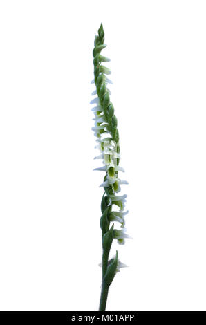 White flowers inflorescence of wild Autumn Lady's Tresses orchid (Spiranthes spiralis) isolated over a white background. Monsanto natural park, Lisbon Stock Photo