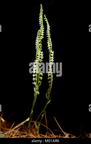 Large uncommon forms of wild Autumn Lady's Tresses orchid (Spiranthes spiralis) over a black background. Monsanto natural park, Lisbon, Portugal. Stock Photo