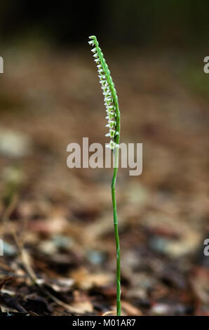 Uncommon unspiraled form of wild Autumn Lady's Tresses orchid (Spiranthes spiralis) over a natural out of focus brown background. Monsanto natural par Stock Photo