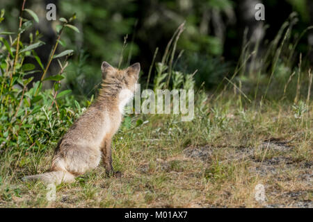 Back of Cascade Red Fox with copy space to right Stock Photo