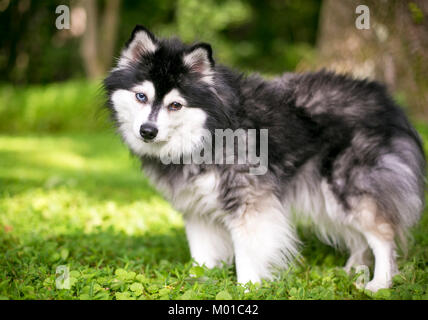 An Alaskan Klee Kai dog with heterochromia, one blue eye and one brown eye Stock Photo