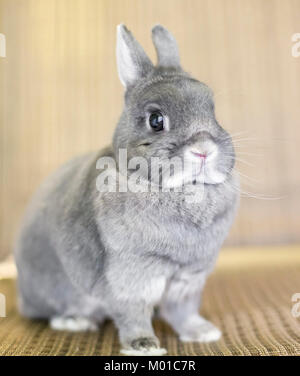 Portrait of a gray Dwarf rabbit Stock Photo