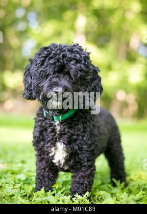 Portrait of a black and white Poodle mixed breed dog outdoors Stock Photo