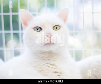 Portrait of a white domestic shorthair cat with heterochromia, one blue eye and one yellow eye Stock Photo