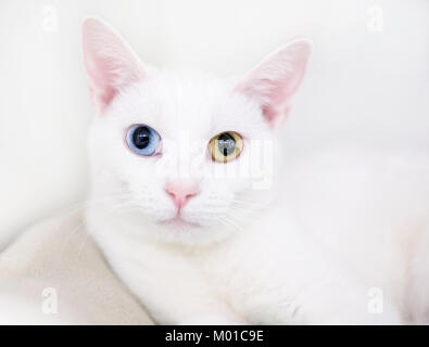 Portrait of a white cat with heterochromia, one blue eye and one yellow eye Stock Photo