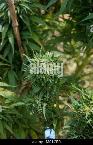 Legal Marijuana Grow Facility in Oregon Stock Photo