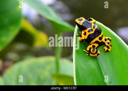 A pretty little bumble bee colored poison dart frog sits on a plant leaf in the gardens. Stock Photo