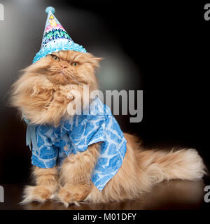 Orange Persian cat with birthday hat Stock Photo
