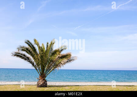 lone palm tree on a beach nead the ocean Stock Photo