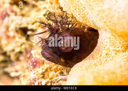 A small fringehead blenny fish peeks out of a hole on a reef in southern California. Animals are hard to find and they are small and hide in tiny hole. Stock Photo