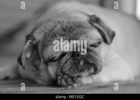 Black-and-white close-up image of an old fawn pug Stock Photo