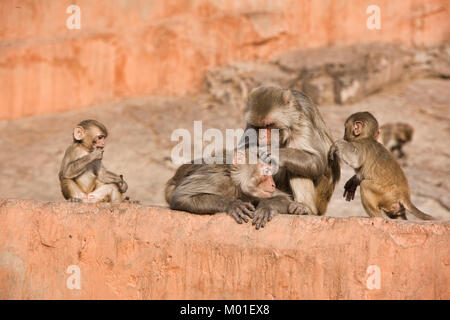 Grooming time at the Galtaji Monkey Temple, Jaipur, India Stock Photo