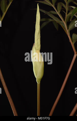 Amorphophallus operculatus. Carrion Lily. Voodoo Lily. Araceae Stock Photo