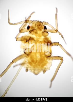 Bright field light micrograph of an aphid, pictured area is approximately 1.7mm tall Stock Photo