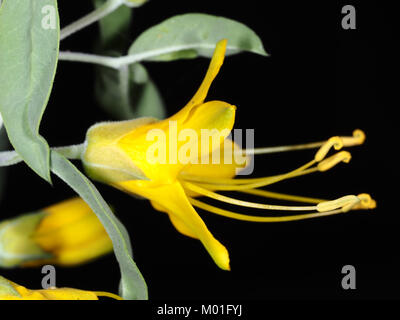 Peritoma arborea (formerly Isomeris arborea, syn. Cleome isomeris), flower and leaves close-up Stock Photo