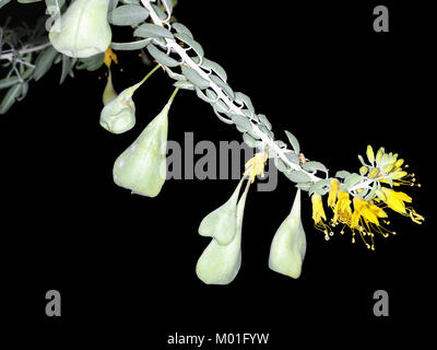 Peritoma arborea (formerly Isomeris arborea, syn. Cleome isomeris), flowers and fruits Stock Photo