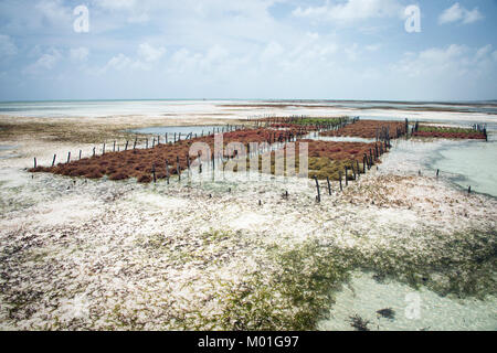 Rows of seaweed on a seaweed farm, Jambiani, Zanzibar island, Tanzania Stock Photo
