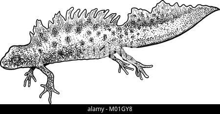 Great Crested Newt illustration, drawing, engraving, ink, line art, vector Stock Vector