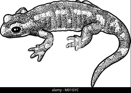 Fire salamander illustration, drawing, engraving, ink, line art, vector Stock Vector