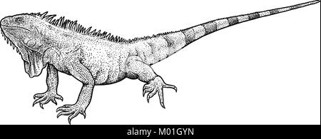 Iguana illustration, drawing, engraving, ink, line art, vector Stock Vector