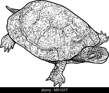 cute line drawing of a old turtle with walking stick Stock Vector Image ...