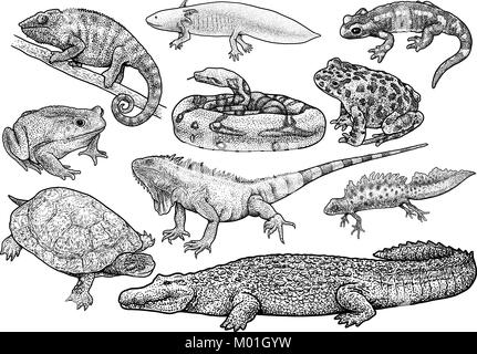 Amphibians and reptiles collection illustration, drawing, engraving, ink, line art, vector Stock Vector