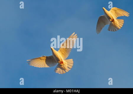 two white pigeons fly in sunlight Stock Photo