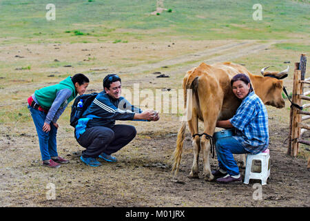 Boy watching a tourist who takes a photo with his smartphone of a female farmer who is milking a cow, Gorkhi-Terelj National Park, Mongolia Stock Photo