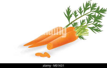 Carrots on white background, vector Stock Vector