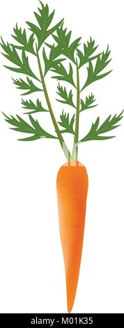 Single carrot with leaves on white background Stock Vector