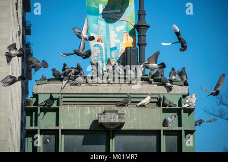 Pigeons bask in the sun atop a subway kiosk on a cold winter's day in New York on Sunday, January 14, 2018. Temperatures only reached the mid-20's and will continue on Monday. (Â© Richard B. Levine) Stock Photo