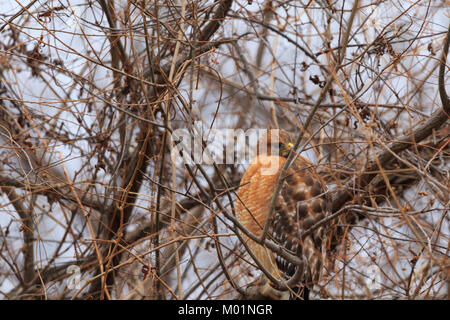 On a very cold day of 18 degrees, a Red Shouldered Hawk sits perched in a tree all puffed up trying to stay warm Stock Photo