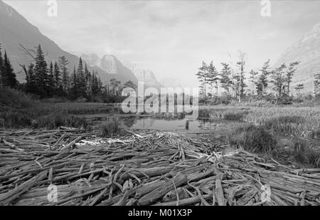 DEAD WOOD AT MARSH POND ON THE SHORES OF SAINT MARY LAKE AT WILD GOOSE ISLAND LOOKOUT POINT IN GLACIER NATIONAL PARK IN MONTANA UNITED STATES - BLACK 