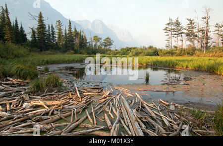 DEAD WOOD AT MARSH POND ON THE SHORES OF SAINT MARY LAKE AT WILD GOOSE ISLAND LOOKOUT POINT IN GLACIER NATIONAL PARK IN MONTANA UNITED STATES