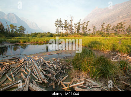 DEAD WOOD AT MARSH POND ON THE SHORES OF SAINT MARY LAKE AT WILD GOOSE ISLAND LOOKOUT POINT IN GLACIER NATIONAL PARK IN MONTANA UNITED STATES