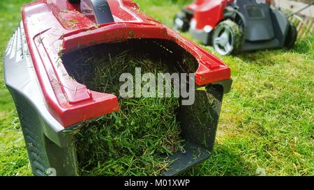 A close up image of a lawnmower and grass box filled with cut grass on a freshly mowed lawn Stock Photo
