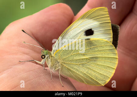 A Large Cabbage White Butterfly given scale by sitting on a hand shortley after hatching and pumping up it's wings ready for it's first flight. Stock Photo