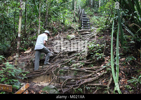 Hiking trail at Bako National Park in Sarawak Stock Photo
