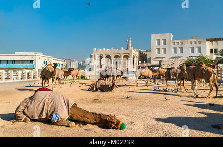 Camel market at Souq Waqif in Doha, Qatar Stock Photo