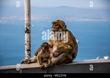 GIBRALTAR / GREAT BRITAIN - OCTOBER 09 2017: MONKEYS ON TOP OF THE ROCK OF GIBRALTAR Stock Photo