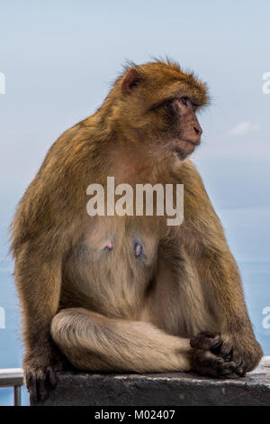 GIBRALTAR / GREAT BRITAIN - OCTOBER 09 2017: MONKEYS ON TOP OF THE ROCK OF GIBRALTAR Stock Photo