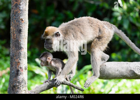 Mother and Baby Long-tailed Macaques (Macaca fascicularis), Labuk Bay, near Sandakan, Borneo, Sabah, Malaysia Stock Photo