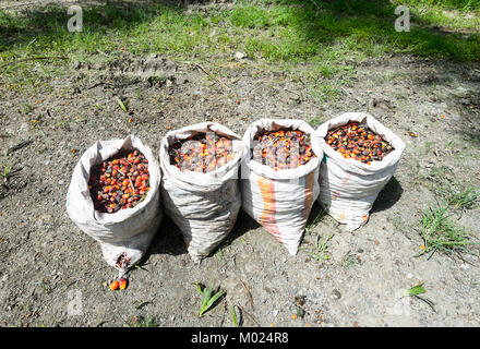 A crop of palm oil fruit collected in bags by the side of the road, Borneo, Sabah, Malaysia Stock Photo