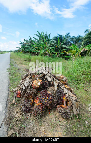 A crop of palm oil fruit ready for collection along a palm oil plantation, Borneo, Sabah, Malaysia - Stock Photo