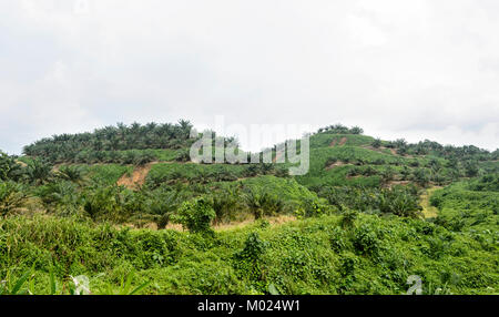 Young palm oil plantation in a deforested area that has been tiered to avoid soil erosion, Tabin, Borneo, Sabah, Malaysia Stock Photo