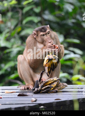 Southern Pig-tailed Macaque (Macaca nemestrina) eating bananas, Sepilok Orangutan Rehabilitation Centre, Borneo, Sabah, Malaysia Stock Photo