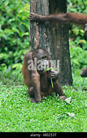 Young Orangutan feeding in the nursery, Sepilok Orangutan Rehabilitation Centre, Borneo, Sabah, Malaysia Stock Photo